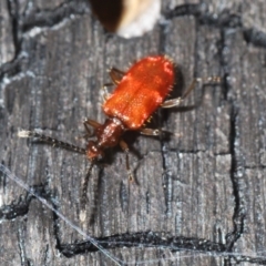 Lemodes coccinea at Tennent, ACT - 23 Oct 2021 04:34 PM