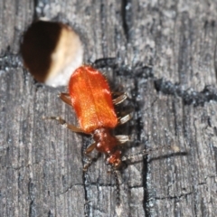 Lemodes coccinea at Tennent, ACT - 23 Oct 2021