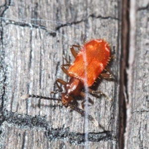 Lemodes coccinea at Tennent, ACT - 23 Oct 2021 04:34 PM