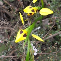 Diuris sulphurea (Tiger Orchid) at Aranda Bushland - 21 Oct 2021 by drakes