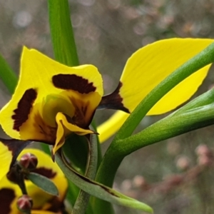 Diuris sulphurea at Cook, ACT - 22 Oct 2021