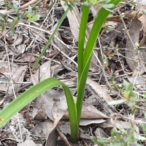 Diuris sulphurea at Cook, ACT - 22 Oct 2021