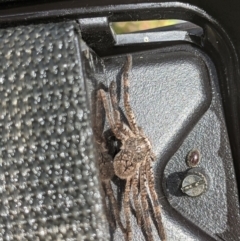 Unidentified Spider (Araneae) at Albury - 23 Oct 2021 by ChrisAllen