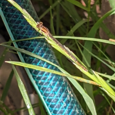 Unidentified Damselfly (Zygoptera) at Thurgoona, NSW - 24 Oct 2021 by ChrisAllen