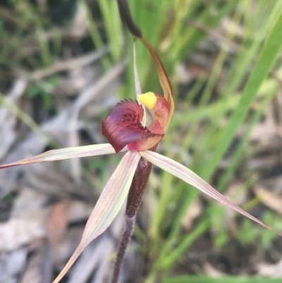 Caladenia montana (Mountain Spider Orchid) at Rendezvous Creek, ACT - 24 Oct 2021 by NedJohnston