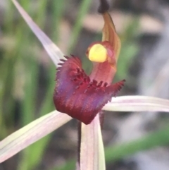 Caladenia montana at Rendezvous Creek, ACT - suppressed