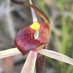 Caladenia montana at Rendezvous Creek, ACT - suppressed