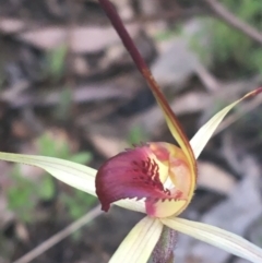 Caladenia montana at Rendezvous Creek, ACT - suppressed