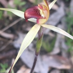 Caladenia montana at Rendezvous Creek, ACT - suppressed