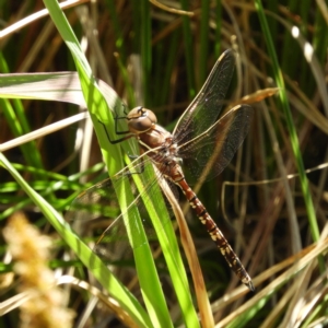 Adversaeschna brevistyla at Kambah, ACT - 24 Oct 2021 11:01 AM