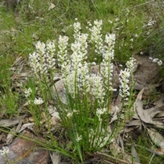 Stackhousia monogyna (Creamy Candles) at Mount Taylor - 24 Oct 2021 by MatthewFrawley