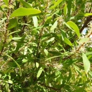 Hakea salicifolia at Kambah, ACT - 24 Oct 2021