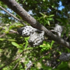 Hakea salicifolia at Kambah, ACT - 24 Oct 2021