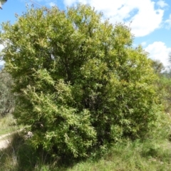 Hakea salicifolia at Kambah, ACT - 24 Oct 2021