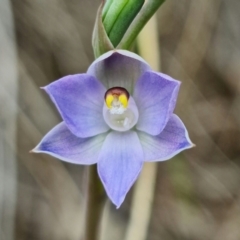 Thelymitra brevifolia (Short-leaf sun orchid) at Bruce, ACT - 24 Oct 2021 by RobG1