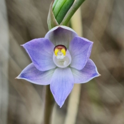 Thelymitra brevifolia (Short-leaf Sun Orchid) at Bruce, ACT - 24 Oct 2021 by RobG1