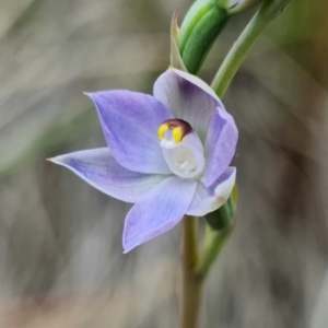 Thelymitra brevifolia at Bruce, ACT - 24 Oct 2021