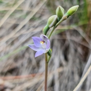 Thelymitra brevifolia at Bruce, ACT - 24 Oct 2021