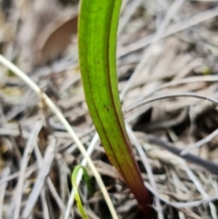 Thelymitra brevifolia at Bruce, ACT - 24 Oct 2021
