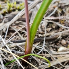 Thelymitra brevifolia at Bruce, ACT - 24 Oct 2021