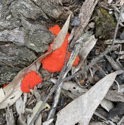 Tubifera ferruginosa (Raspberry Slime) at QPRC LGA - 24 Oct 2021 by cherylhodges