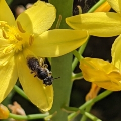 Lasioglossum (Chilalictus) sp. (subgenus) (Halictid bee) at Watson, ACT - 31 Oct 2021 by abread111