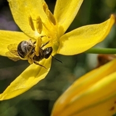 Lasioglossum (Chilalictus) sp. (genus & subgenus) at Watson, ACT - 1 Nov 2021 10:02 AM