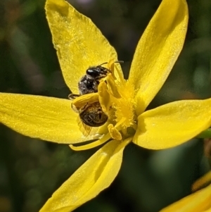 Lasioglossum (Chilalictus) sp. (genus & subgenus) at Watson, ACT - 1 Nov 2021 10:02 AM