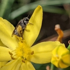 Lasioglossum (Chilalictus) sp. (genus & subgenus) at Watson, ACT - 1 Nov 2021 10:02 AM