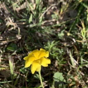 Goodenia pinnatifida at Hackett, ACT - 24 Oct 2021