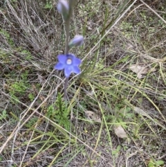 Thelymitra sp. at Molonglo Valley, ACT - 24 Oct 2021