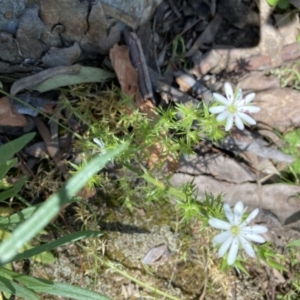 Stellaria pungens at Molonglo Valley, ACT - 24 Oct 2021