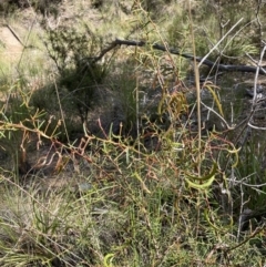 Acacia genistifolia at Molonglo Valley, ACT - 24 Oct 2021