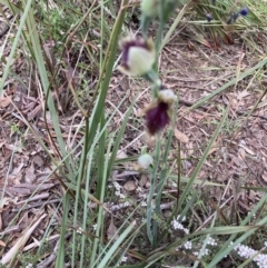 Calochilus platychilus (Purple beard orchid) at Molonglo Valley, ACT - 24 Oct 2021 by Jenny54