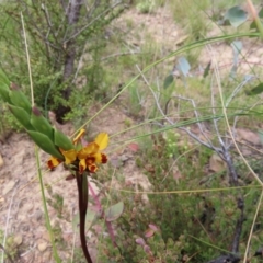 Diuris semilunulata (Late Leopard Orchid) at Booth, ACT - 24 Oct 2021 by SandraH