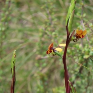 Diuris semilunulata at Booth, ACT - 24 Oct 2021