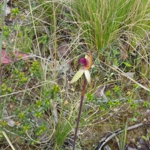 Caladenia sp. at Tennent, ACT - 24 Oct 2021