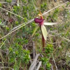 Caladenia sp. at Tennent, ACT - 24 Oct 2021