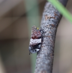 Platybrachys decemmacula (Green-faced gum hopper) at Jerrabomberra, NSW - 24 Oct 2021 by cherylhodges