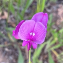 Swainsona recta (Small Purple Pea) at Griffith Woodland - 24 Oct 2021 by AlexKirk