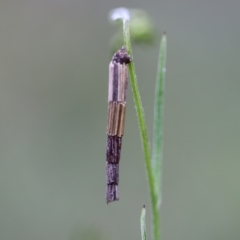 Lepidoscia arctiella (Tower Case Moth) at Jerrabomberra, NSW - 24 Oct 2021 by cherylhodges