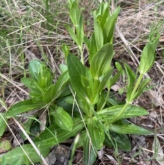 Centaurium sp. (Centaury) at Griffith Woodland - 24 Oct 2021 by AlexKirk