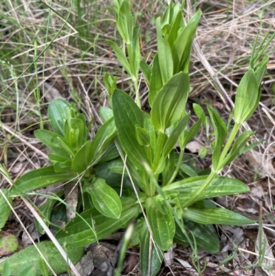 Centaurium sp. (Centaury) at Griffith Woodland - 24 Oct 2021 by AlexKirk