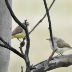 Acanthiza reguloides (Buff-rumped Thornbill) at Mulligans Flat - 23 Oct 2021 by KMcCue
