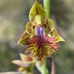 Calochilus montanus (Copper Beard Orchid) at Black Mountain - 24 Oct 2021 by Brad