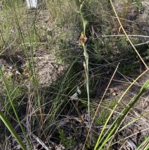 Calochilus montanus at Aranda, ACT - 24 Oct 2021