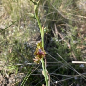 Calochilus montanus at Aranda, ACT - 24 Oct 2021