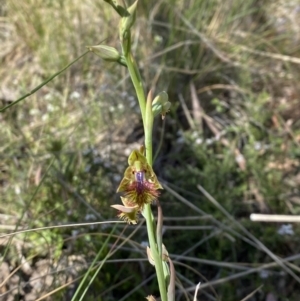 Calochilus montanus at Aranda, ACT - suppressed