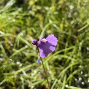 Utricularia dichotoma at Fisher, ACT - 25 Oct 2021