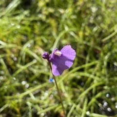 Utricularia dichotoma (Fairy Aprons, Purple Bladderwort) at Fisher, ACT - 24 Oct 2021 by Shazw